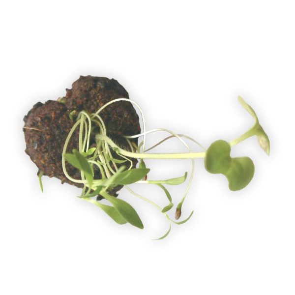 Bombón Eco-Plantable | Colección Botanical Garden