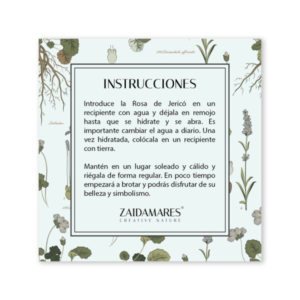 Rosa de Jericó | Colección Botanical Garden