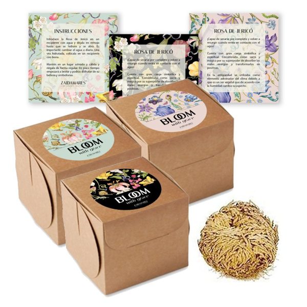 Rosa de Jericó | Colección Bloom
