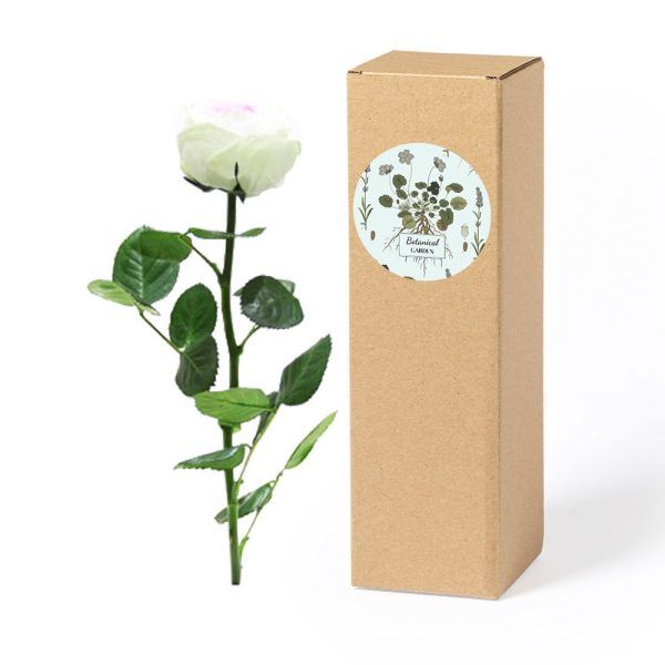Rosa de Jardín | Colección Botanical Garden