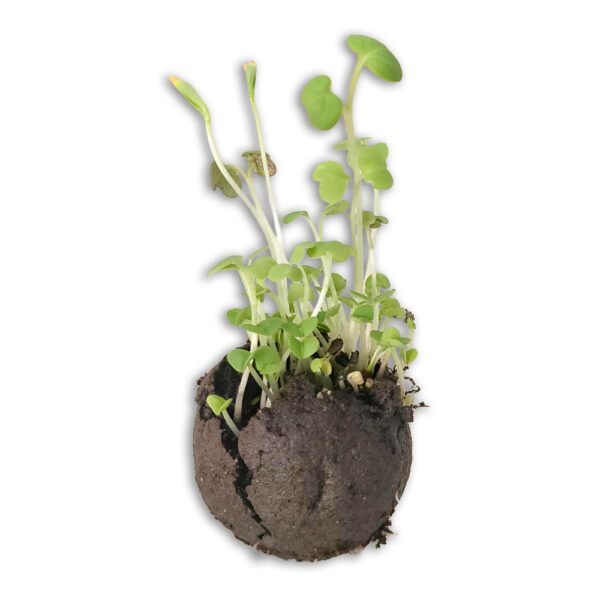 Bombón Eco-Plantable