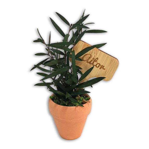 Plantita Natural Preservada | Colección Baby