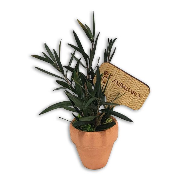 Plantita Natural Preservada